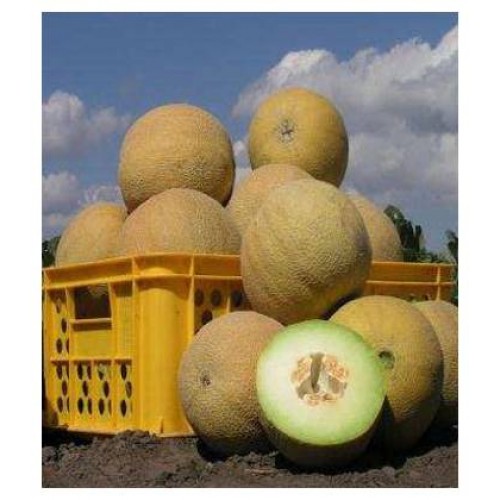Waller F1 Pepeni Galbeni